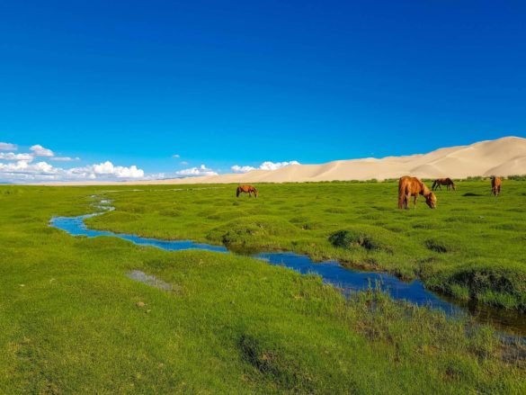 Gobi