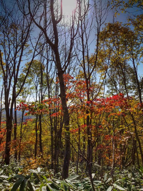 Niseko