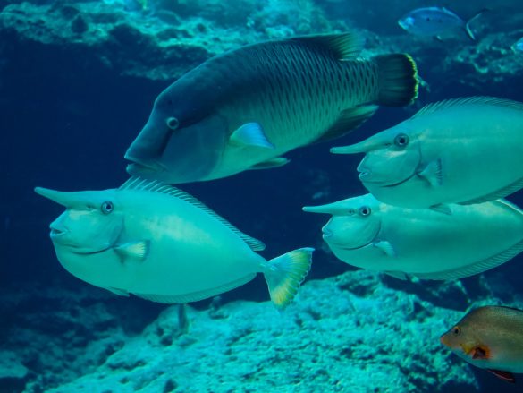 Okinawa