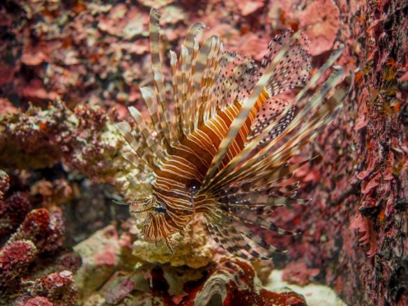 Okinawa