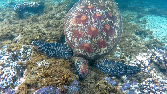 Turtles
