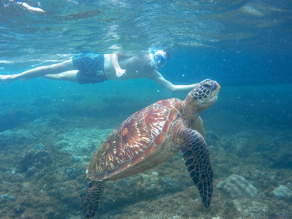 Turtles