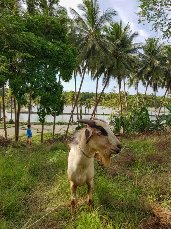 Moalboal