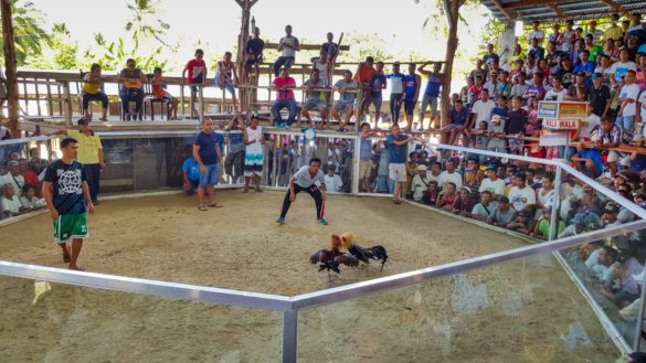 Cockfight