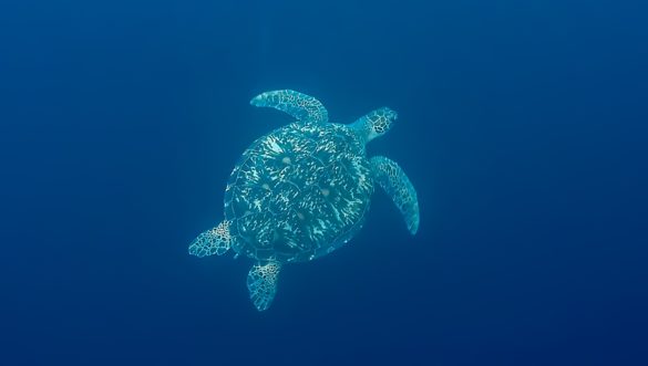Moalboal