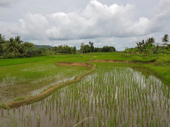 Bohol