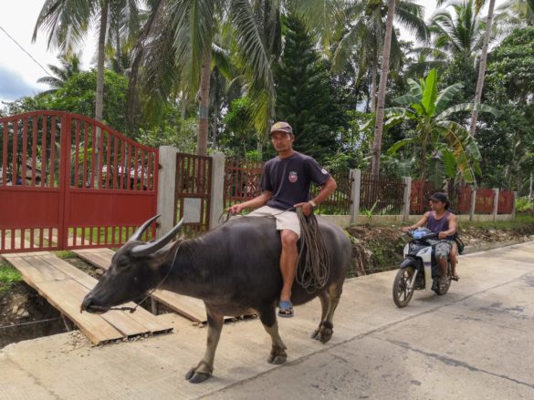 Bohol