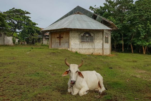 Cow