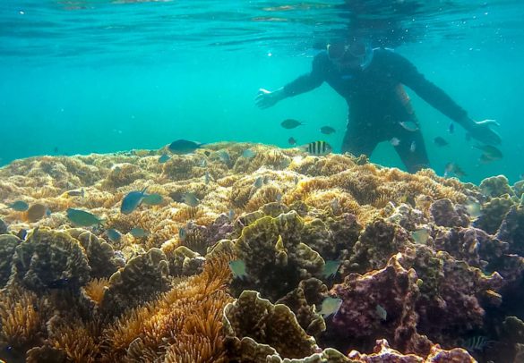 Snorkelling