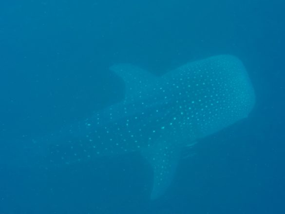 Whale shark