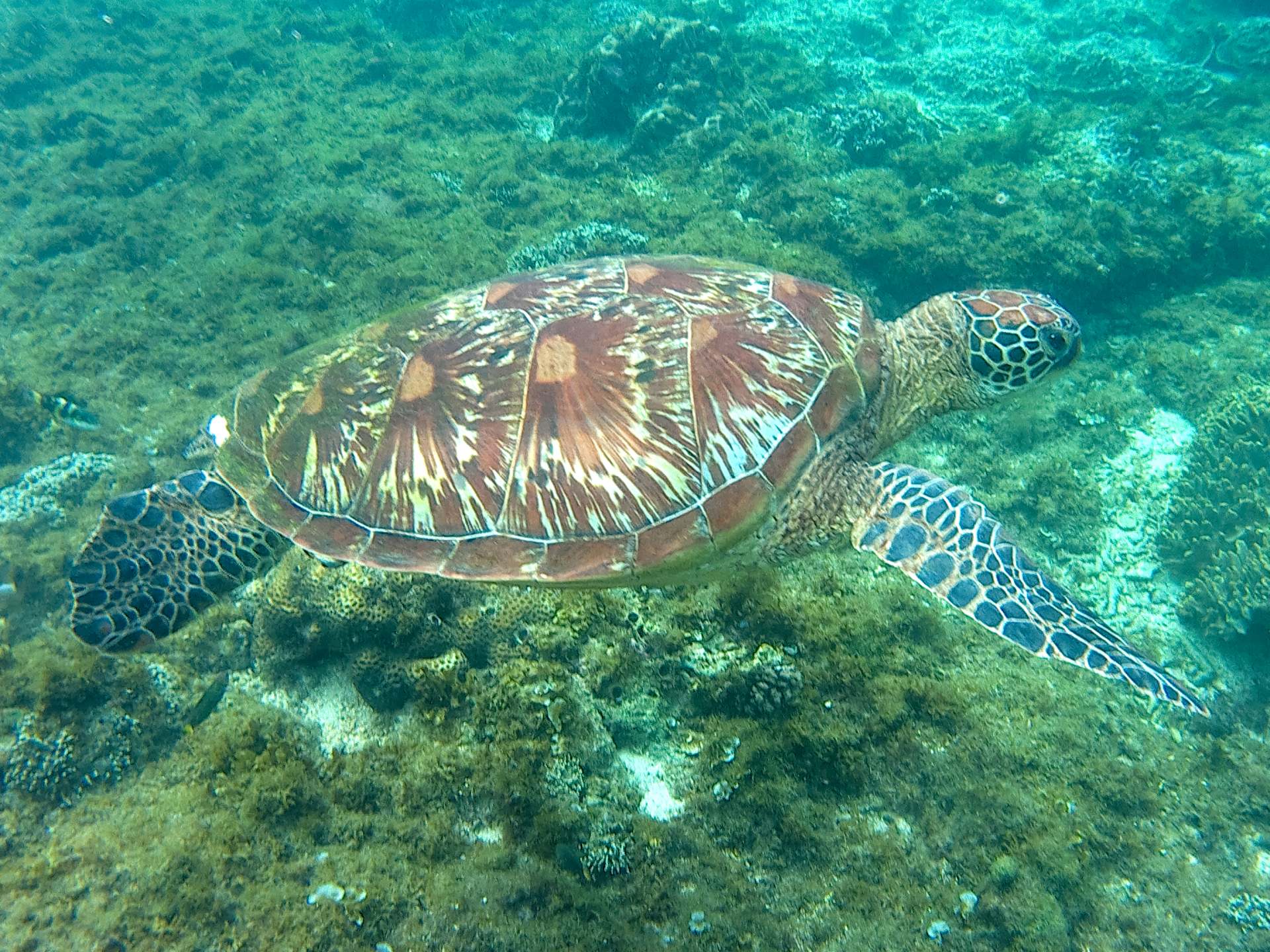 Turtle